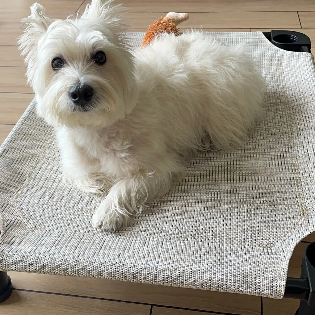 4Legs4Pets Cot