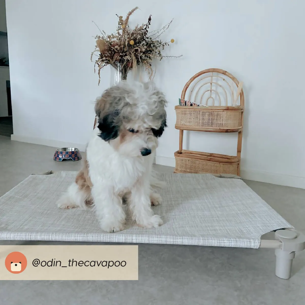 4Legs4Pets Cot