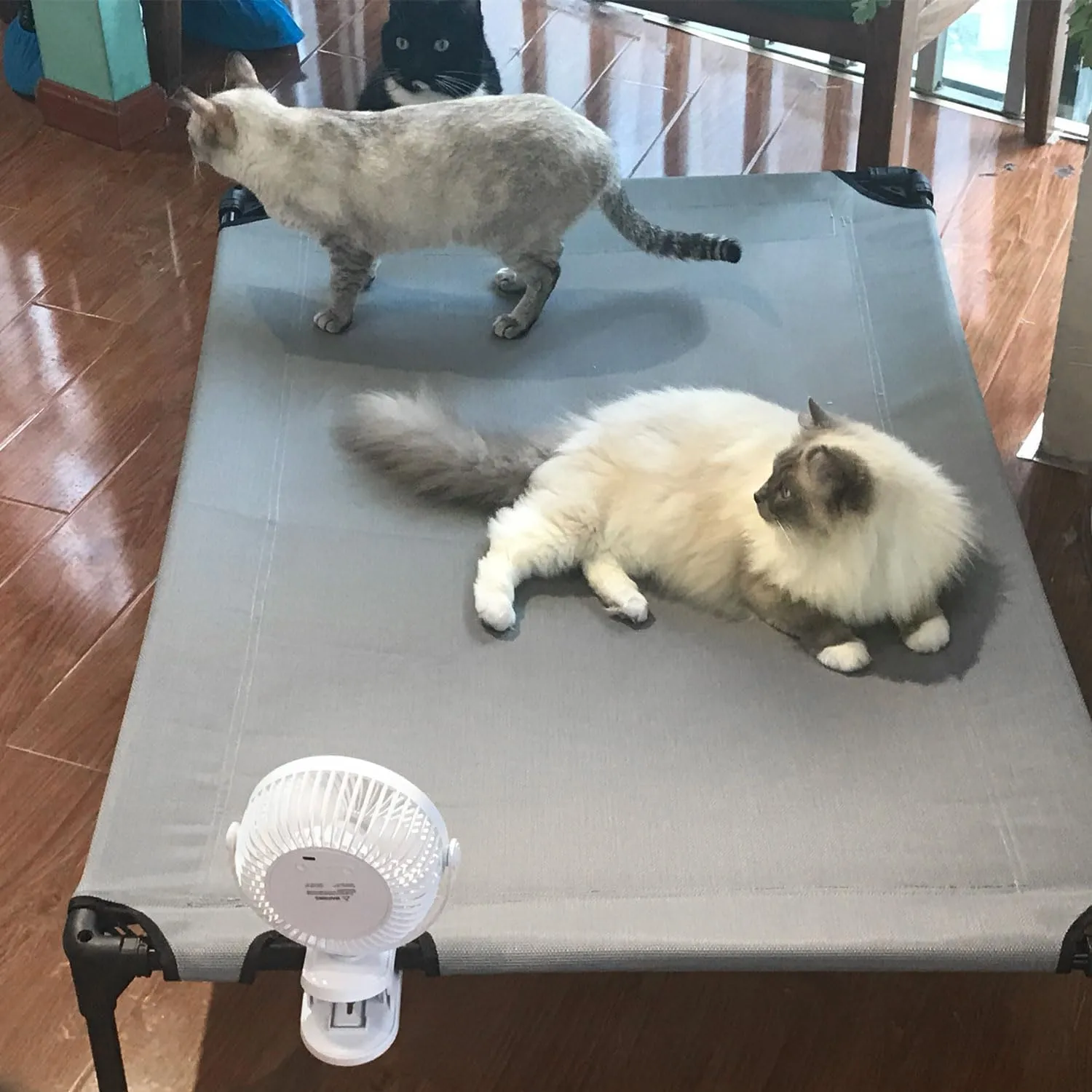 Elevated Raised Cooling Cots Bed for Extra-Large Dogs, Raised Dog-Hammock Beds Off Ground for Indoor and Outdoor & Clip Fan (49 inches, X-Large)