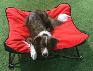 Foldable Pet Cot