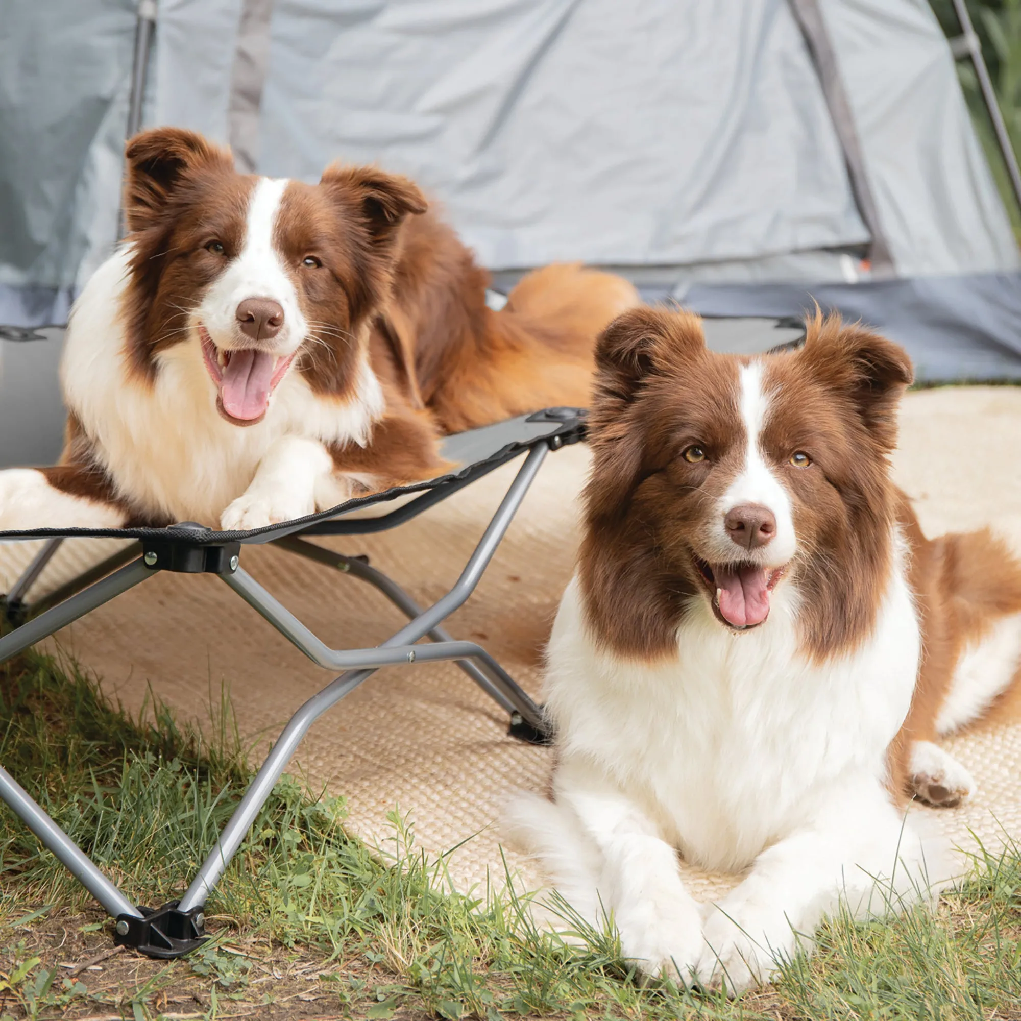 Large Portable Pup Pet Bed