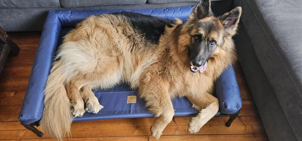 Trampoline Bolster Sofa Pet Bed Blue